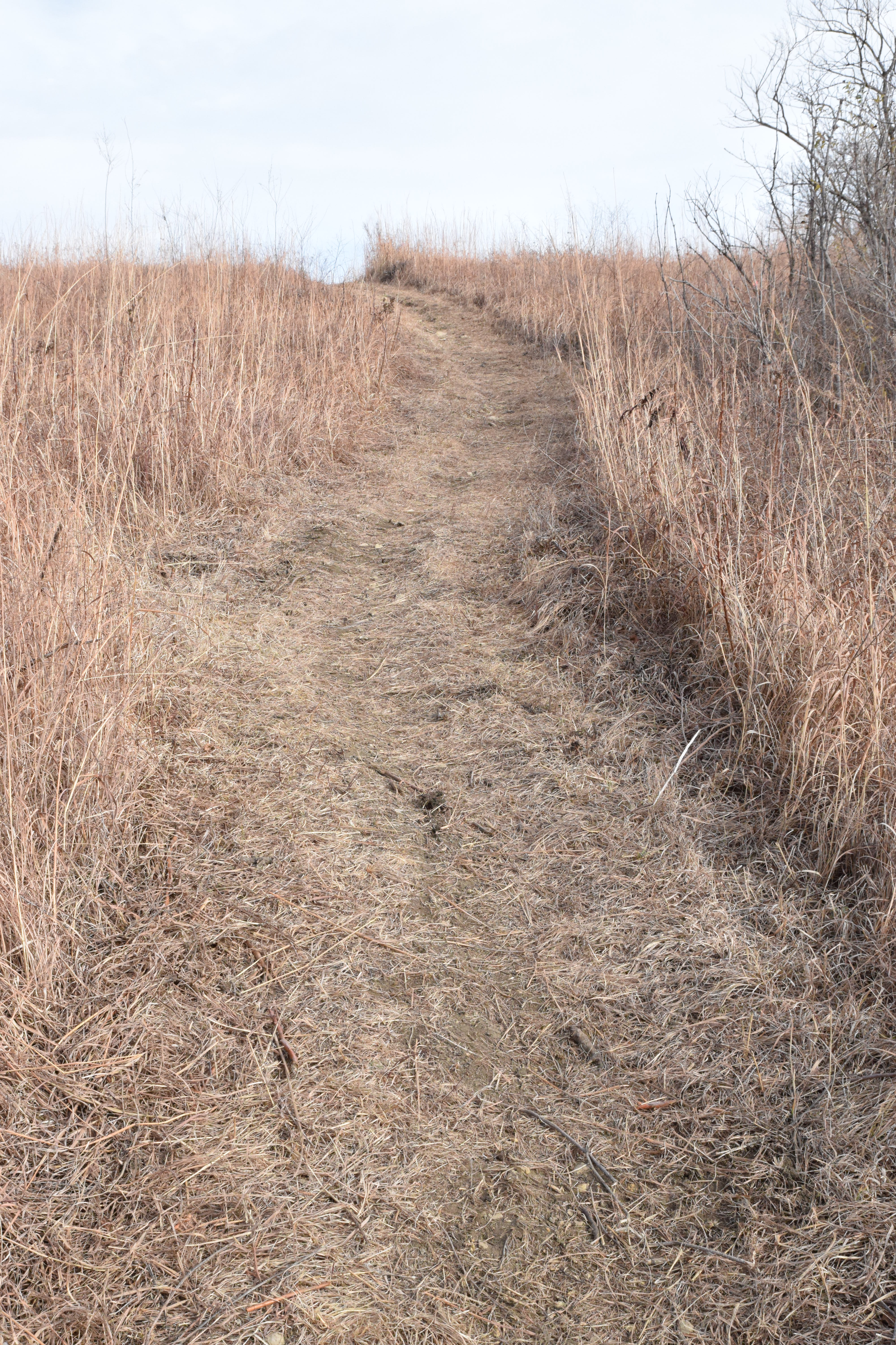 Trail looking uphill 2